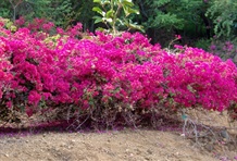 Koko Crater Botanical Garden